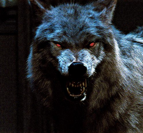Wolf Painting Saying Good Night Sigma Pack