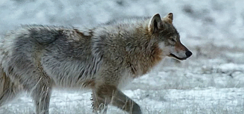 Wolf Sitting on Rock Minimax