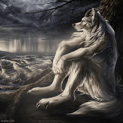 Wolf Sitting On Rock Near Ocean GIF