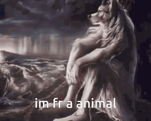 Wolf Sitting on Rock Saying Im Fra Animal