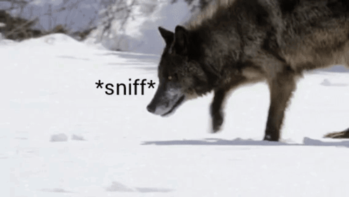 Wolf Sniffing Snow