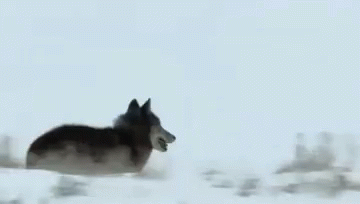 Wolf Standing In Snow Looking At Camera GIF