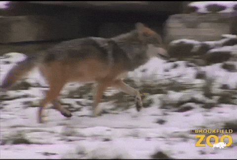 Wolf Walking Fast In Cold Snow GIF
