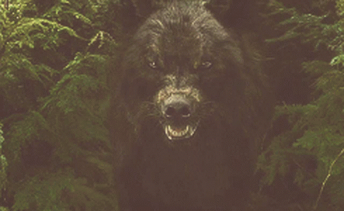Wolf with Do Not Touch Miss Circle