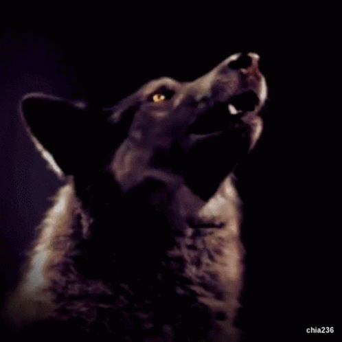 Wolf With Mouth Open Chia236