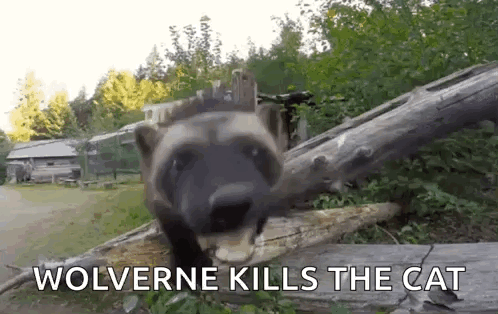 Wolverine Kills Cat With Picture of Raccoon