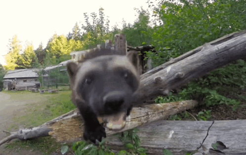 Wolverine Standing on Tree Trunk Mouth Open