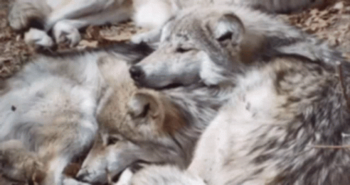 Wolves Lying On Ground GIF