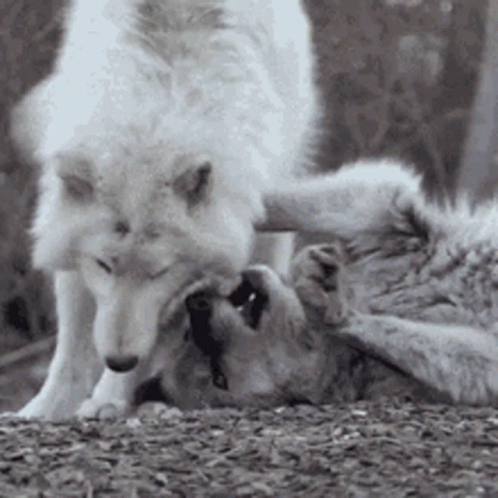 Wolves Playing on Ground