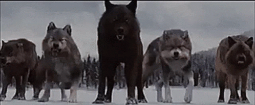 Wolves Running in Snow Forest
