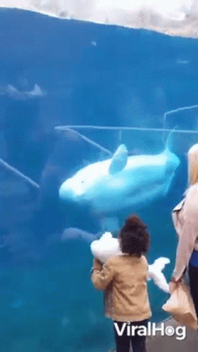 Woman and Child Watching Seal in Aquarium