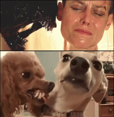 Woman and Dog Looking At Each Other