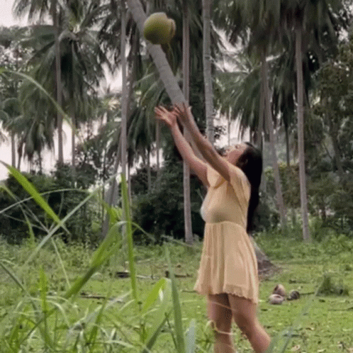 Woman Catch Coconut Tree GIF