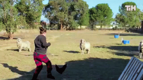 Woman Gets Chased Chicken Run GIF