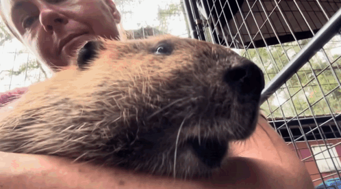 Woman Holding Beaver Looking at Camera