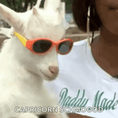 Woman Holding Goat With Sunglasses GIF