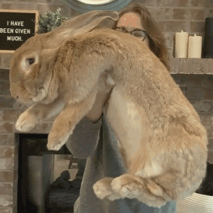 Woman Holding Large Brown Rabbit GIF