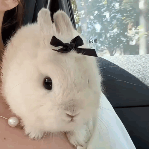 Woman Holding White Rabbit With Black Bow
