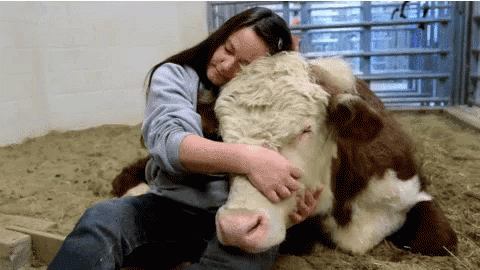 Woman Hugging Brown And White Cow GIF