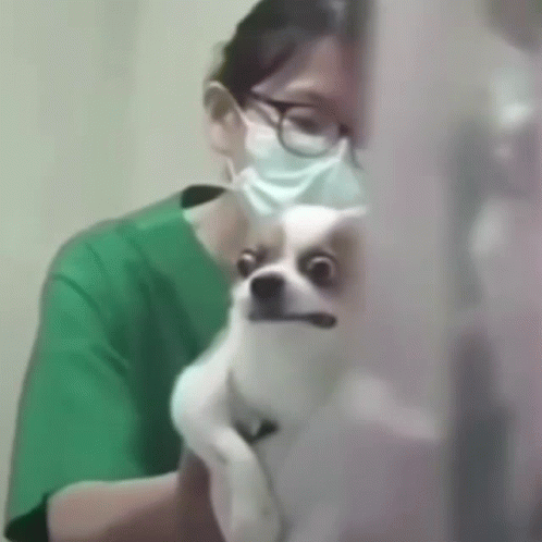 Woman in Mask Holding Small Dog