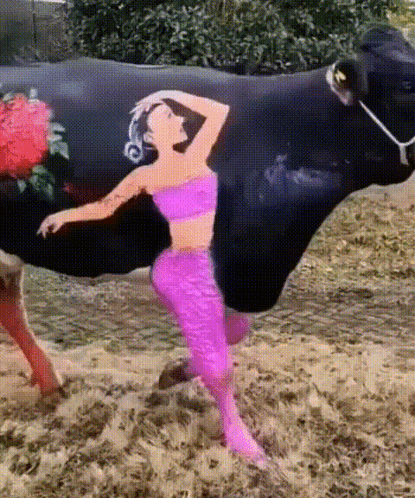 Woman In Pink Top Next To Black Cow GIF