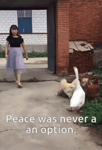 Woman In Purple Skirt Past Ducks And Chickens Peace Was Never An Option GIF