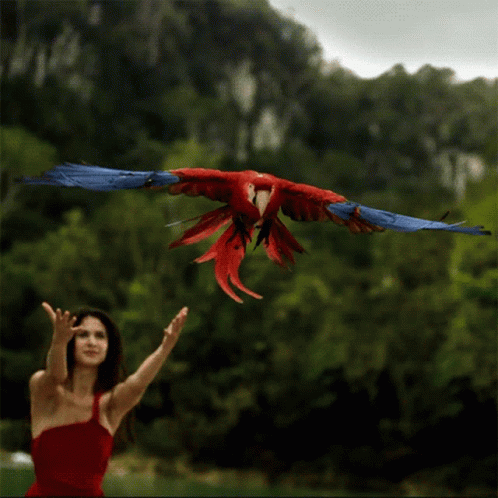 Woman in Red Dress Throws Red Parrot