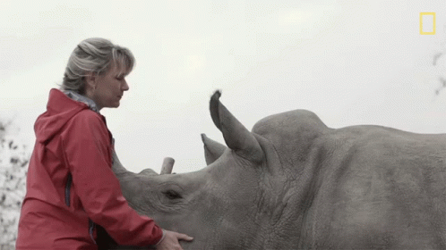 Woman In Red Jacket Touching Rhino Nose GIF
