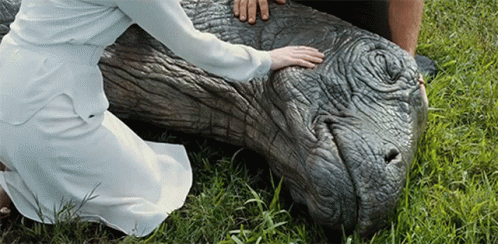 Woman In White Dress Kneeling Touching Hippopotamus GIF