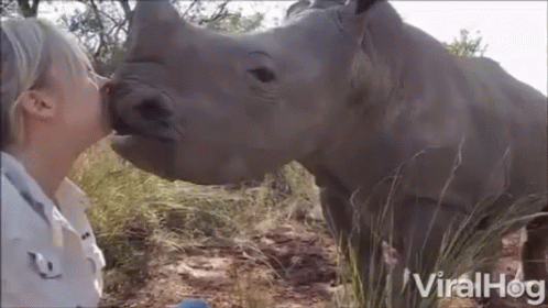 Woman Kissing Rhino Nose, Rhino In Viralhog Shirt GIF