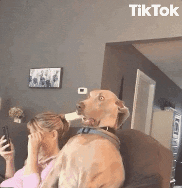 Woman Looking At Phone With Dog Covering Her Face GIF