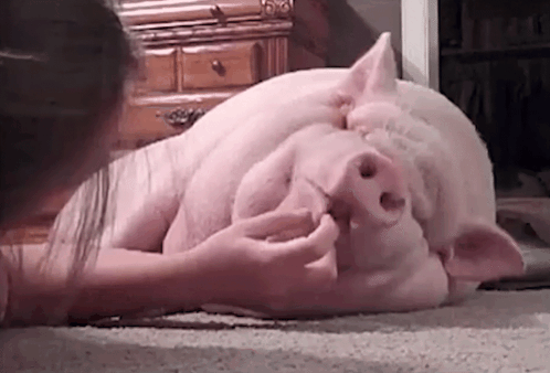 Woman Petting Large Pig Laying on Floor