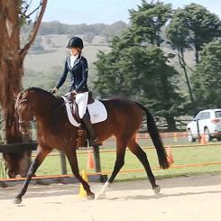 Woman Riding Stud Horse GIF