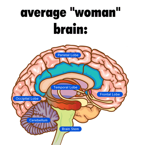 Woman's Brain: Parietal, Temporal, Occipital, Cerebellum, Brain Stem GIF