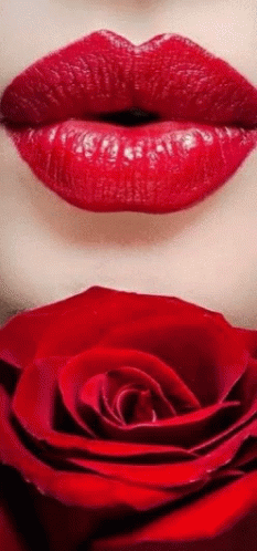 Woman's Lips Close Up Red Lipstick Red Rose