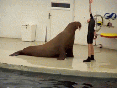 Woman Standing Next to Sitting Walrus