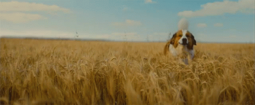 Woman Standing On Dirt Path In Flower Field GIF