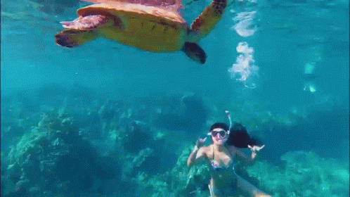Woman Swimming With Turtle in Ocean