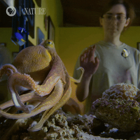 Woman Tapping On Aquarium With Octopus And Fish GIF