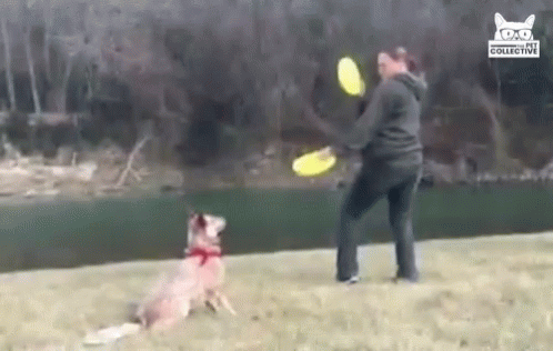 Woman Throwing Frisbee At Dog GIF