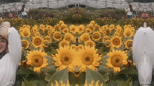 Woman With Arms Outstretched In Sunflower Field GIF
