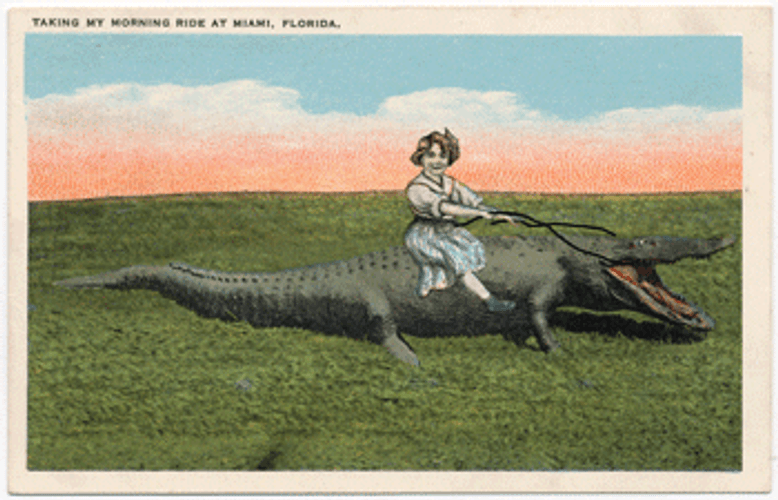 Women Riding Alligator Postcard GIF