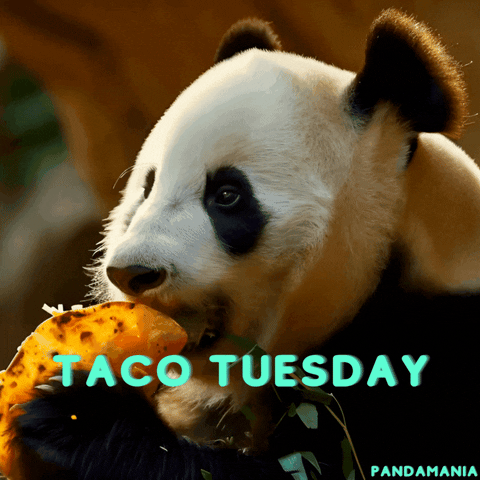 Wonderful Taco Tuesday Chubby Panda GIF