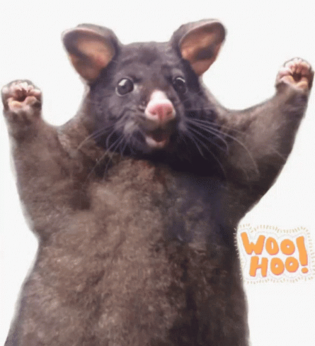 Woo Hoo Black Rat Yes Awesome GIF