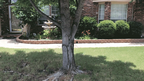 Wood From Fallen Tree GIF