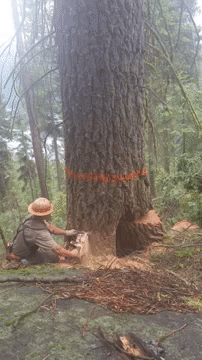 Wood From Tree Falling GIF