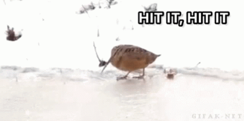 Woodcock Bird GIF