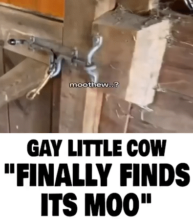 Wooden Fence Gay Little Cow Finally Finds Its Moo GIF