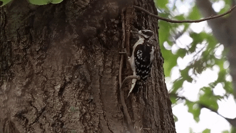 Woody Downy Woodpecker Laugh GIF