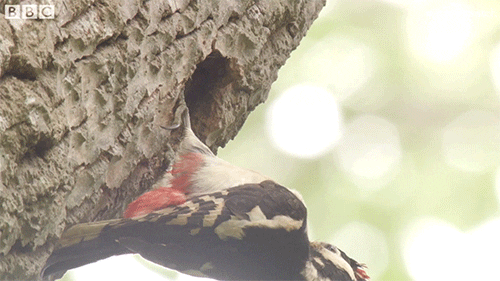 Woody Great Spotted Woodpecker Laugh GIF